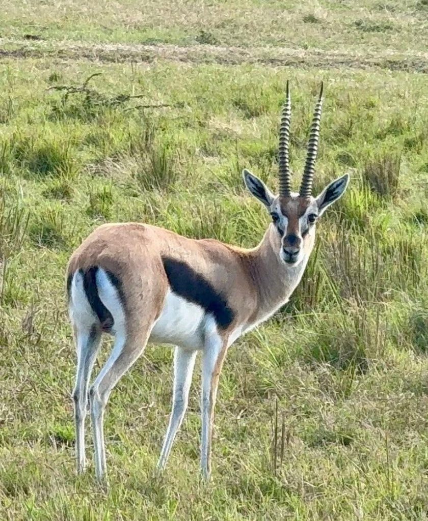 3 Day Pian Upe Game Reserve Thrilling Mid-Range Safari