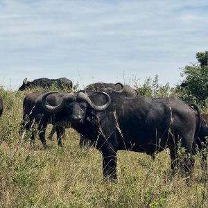 18 Days Breathtaking Mid-Range Safari