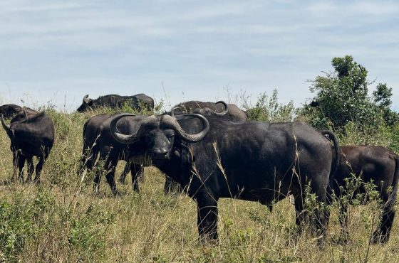 18 Days Breathtaking Mid-Range Safari In Uganda, Kenya & Tanzania