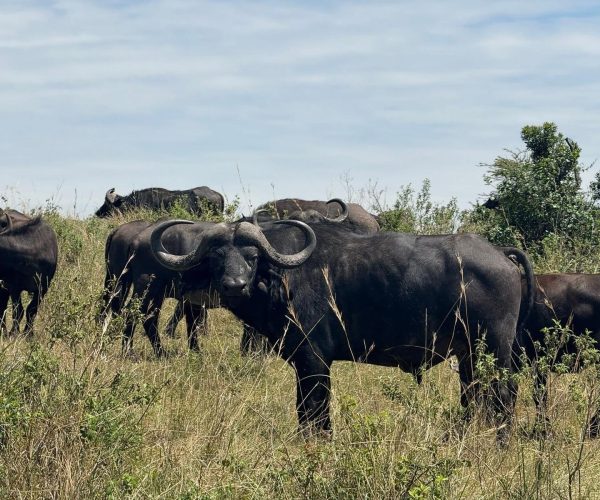 18 Days Breathtaking Mid-Range Safari In Uganda, Kenya & Tanzania