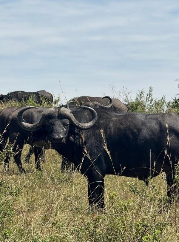 18 Days Breathtaking Mid-Range Safari