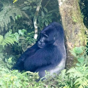 6 Days Uganda Primates Trekking Budget Adventure