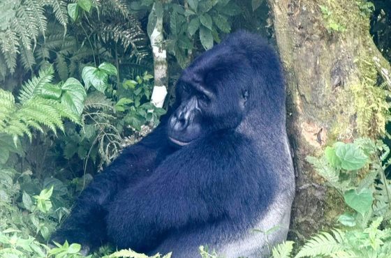 6 Days Uganda Primates Trekking Budget Adventure