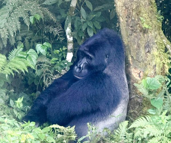 4 Days Thrilling Uganda Primate Trekking Budget Tour
