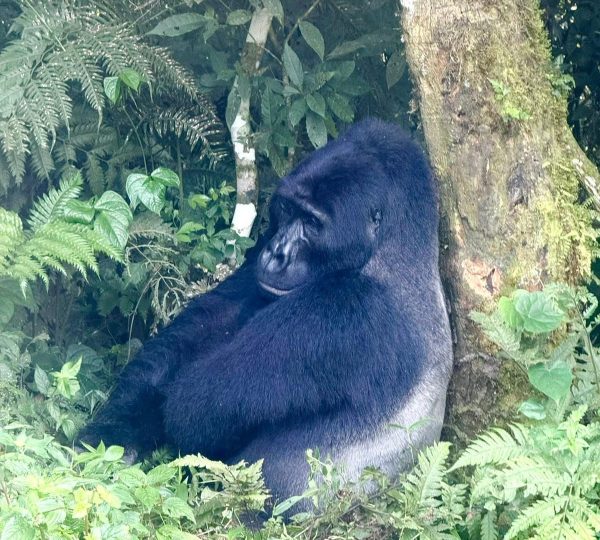Best Time to Trek Gorillas: The Ultimate Seasonal Guide to Uganda & Rwanda