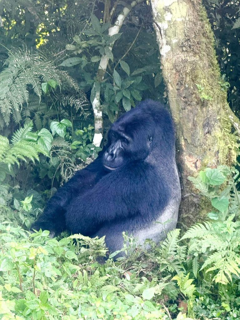 6 Days Uganda Primates Trekking Budget Adventure