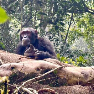 6 Days Uganda Primates Trekking Mid-Range Adventure