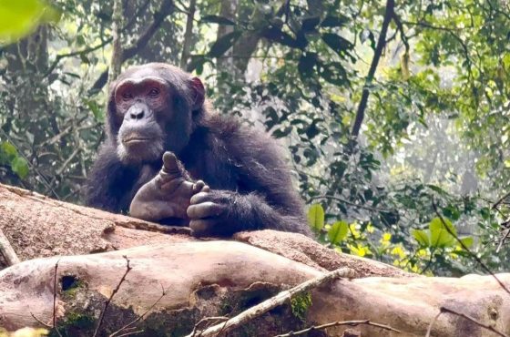 6-Day Budget Murchison Falls & Uganda Primate Trekking Tour