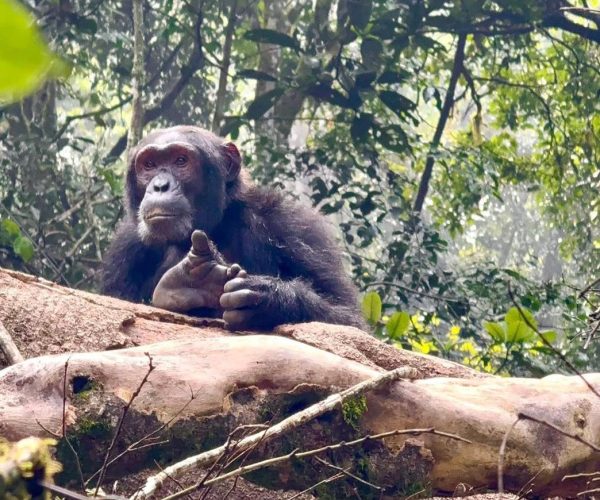 6-Day Budget Murchison Falls & Uganda Primate Trekking Tour