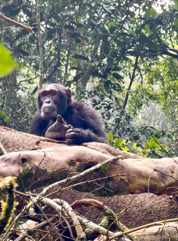 6 Days Uganda Primates Trekking Mid-Range Adventure