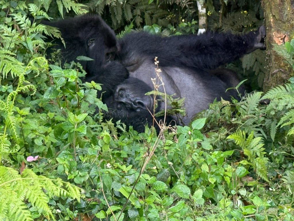 10-Day Gorilla Trekking Adventure in Madagascar & Uganda