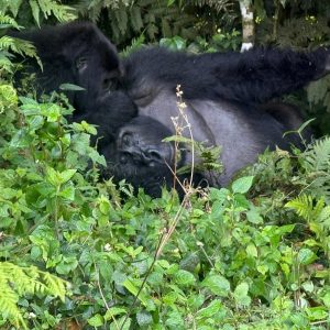 10-Day Gorilla Trekking Adventure in Madagascar & Uganda