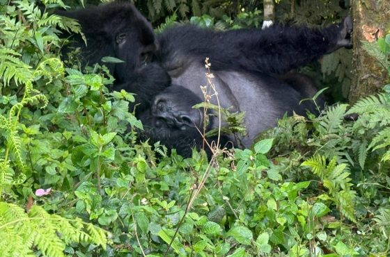 10-Day Gorilla Trekking Adventure in Madagascar & Uganda