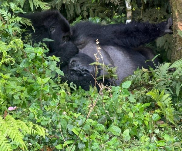 10-Day Gorilla Trekking Adventure in Madagascar & Uganda
