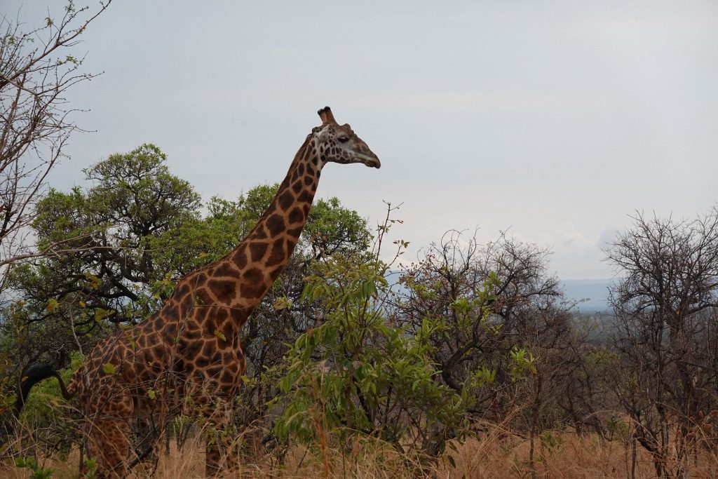 3-Day Budget Thrilling Safari In Akagera