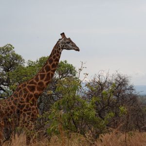 3-Day Budget Thrilling Safari In Akagera
