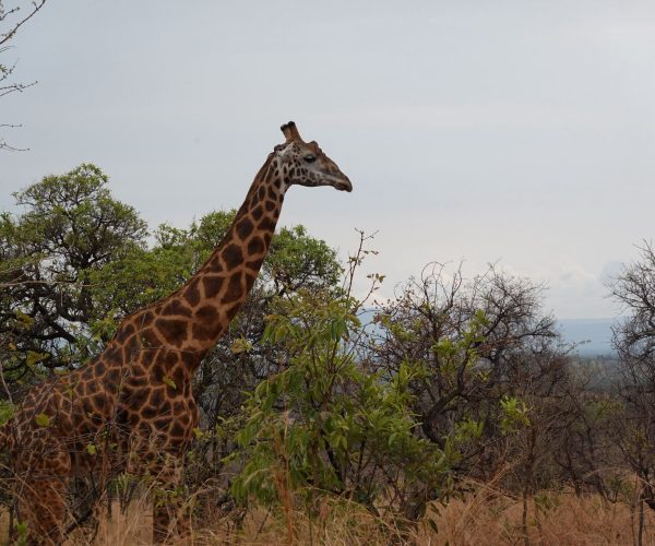 3-Day Budget Thrilling Safari In Akagera