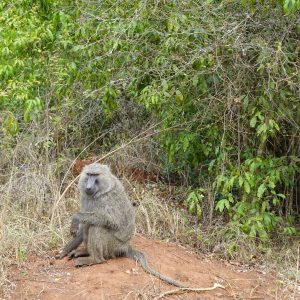 Baboons in Akagera National Park
