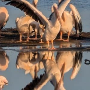 3-Day Spectacular Mid-Range Safari In Lake Nakuru National Park