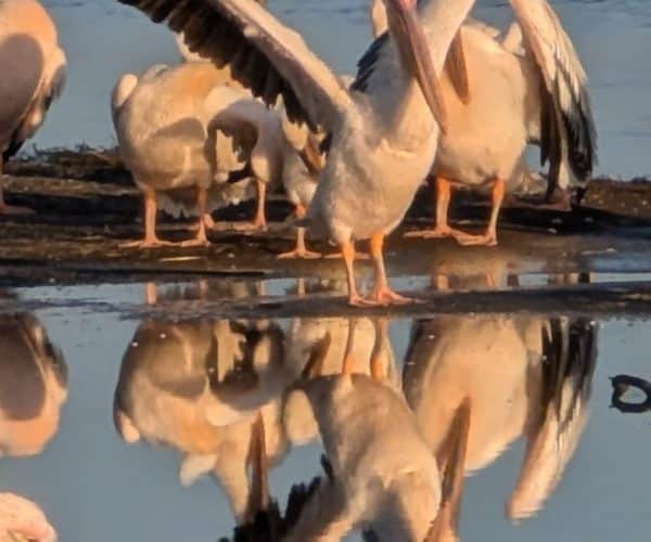3-Day Spectacular Mid-Range Safari In Lake Nakuru National Park