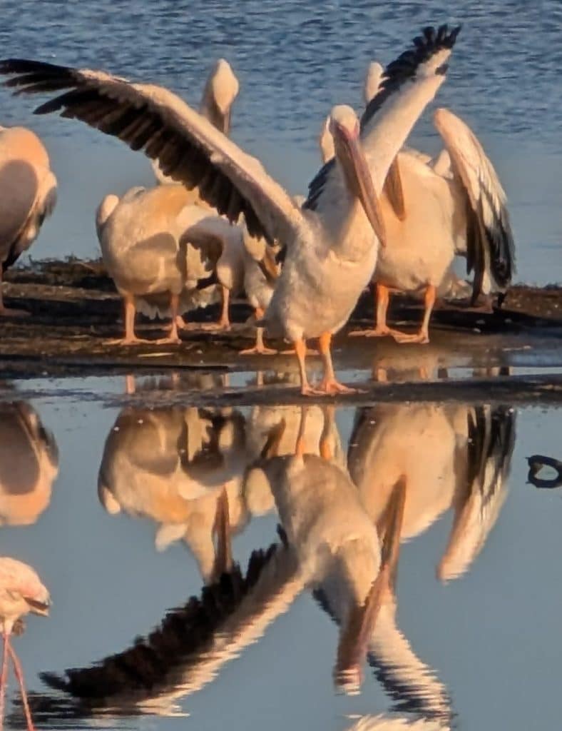 3-Day Spectacular Mid-Range Safari In Lake Nakuru National Park