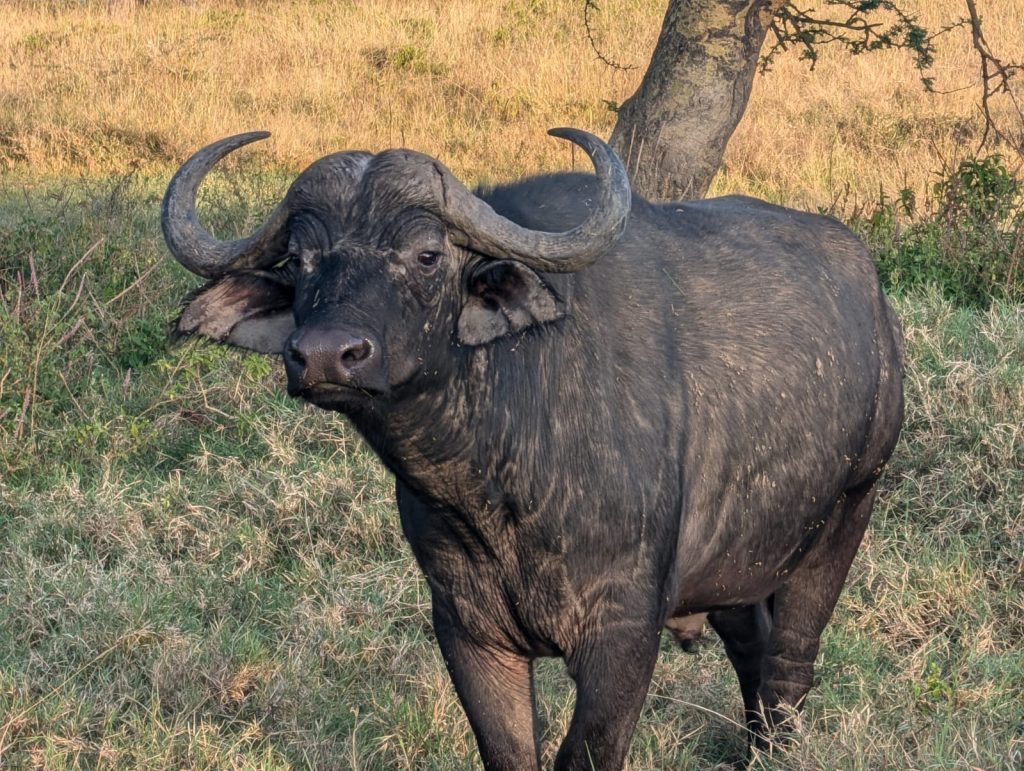 3-Day Spectacular Budget Safari In Lake Nakuru National Park