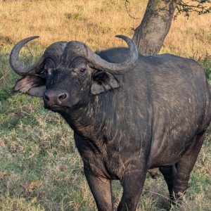 3-Day Spectacular Budget Safari In Lake Nakuru National Park
