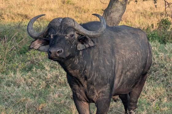 3-Day Spectacular Budget Safari In Lake Nakuru National Park