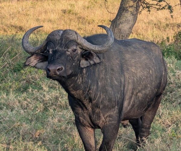 3-Day Spectacular Budget Safari In Lake Nakuru National Park