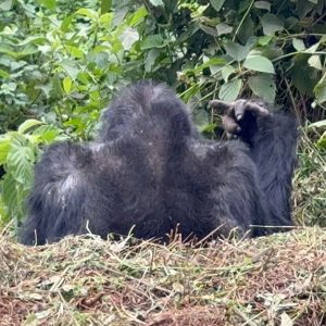 3-Day Thrilling Budget Gorilla Trekking In Bwindi