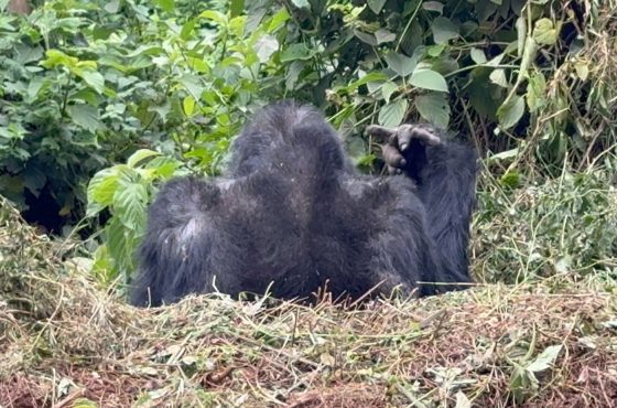 3-Day Thrilling Budget Gorilla Trekking In Bwindi