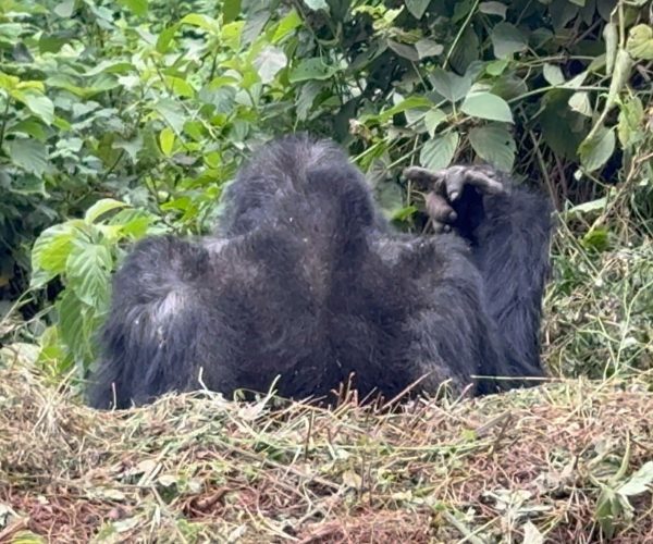 3-Day Thrilling Budget Gorilla Trekking In Bwindi