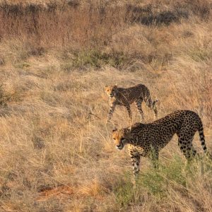 Cheetah in Samburu National Park