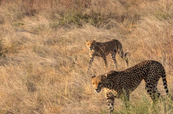 3 Day Thrilling Luxury Safari In Samburu National Reserve
