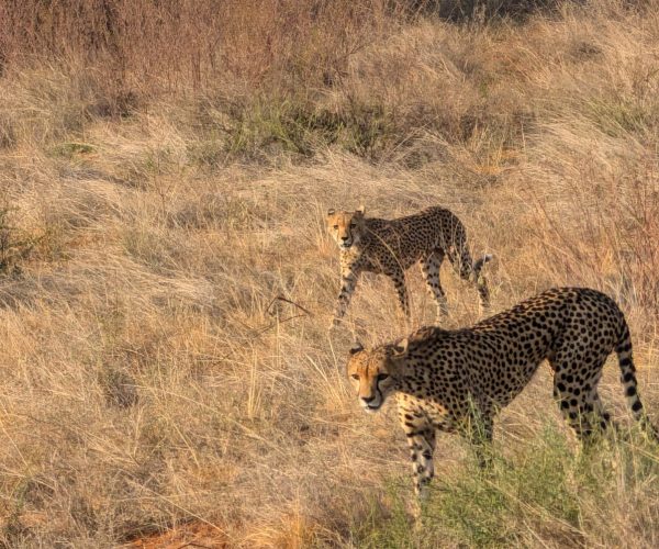 3 Day Thrilling Luxury Safari In Samburu National Reserve