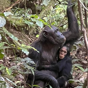 4-Day Thrilling Mid-Range Chimp Trek & Lake Kivu Tour