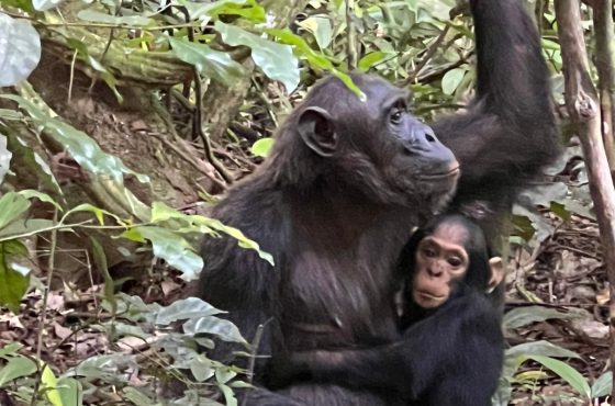 4-Day Thrilling Mid-Range Chimp Trek & Lake Kivu Tour