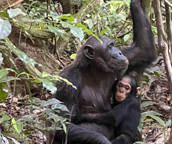 4-Day Thrilling Mid-Range Chimp Trek & Lake Kivu Tour