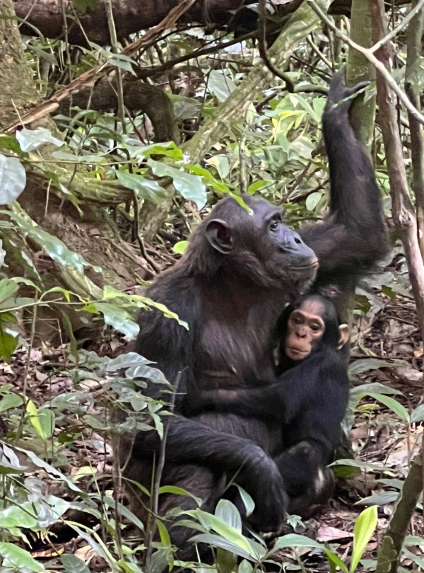 4-Day Thrilling Mid-Range Chimp Trek & Lake Kivu Tour