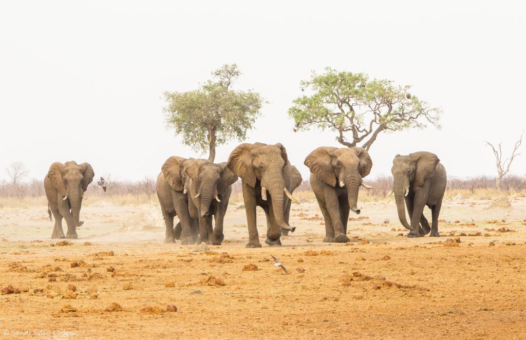 6-Day Mid-Range Adventure In Zambia, Botswana And Zimbabwe