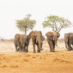 6-Day Mid-Range Adventure In Zambia, Botswana And Zimbabwe