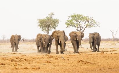 6-Day Mid-Range Adventure In Zambia, Botswana And Zimbabwe