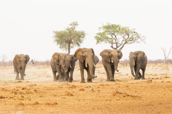 6-Day Mid-Range Adventure In Zambia, Botswana And Zimbabwe