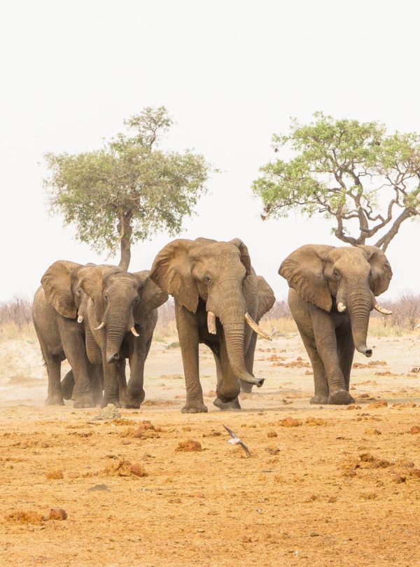 6-Day Mid-Range Adventure In Zambia, Botswana And Zimbabwe