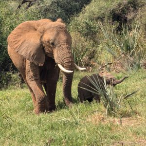 14-Day Thrilling Luxury Safari In Kenya And Diani Beach Tour