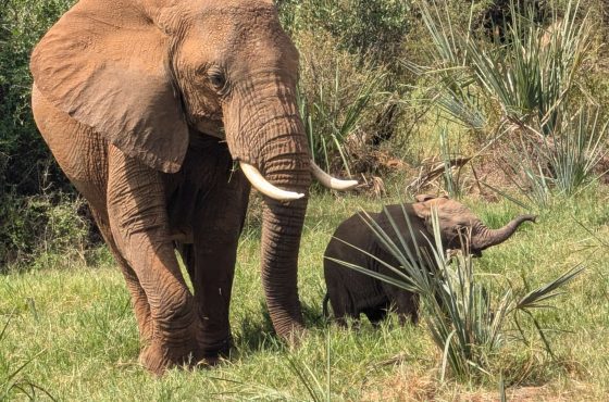 14-Day Thrilling Luxury Safari In Kenya And Diani Beach Tour