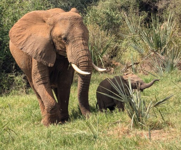 14-Day Thrilling Luxury Safari In Kenya And Diani Beach Tour
