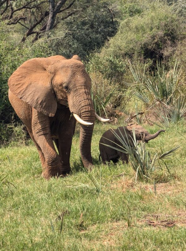 14-Day Thrilling Luxury Safari In Kenya And Diani Beach Tour