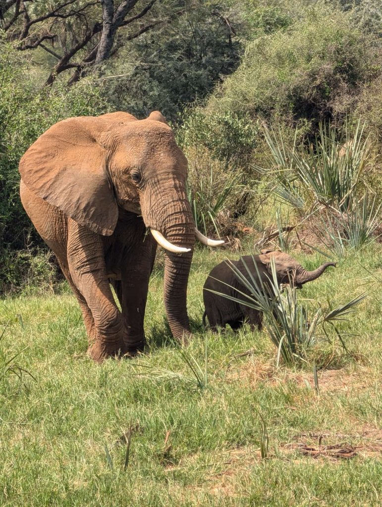 14-Day Thrilling Luxury Safari In Kenya And Diani Beach Tour