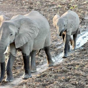 3-Day Hwange NP Thrilling Mid-Range Tour, South Africa Mid-Range Tours